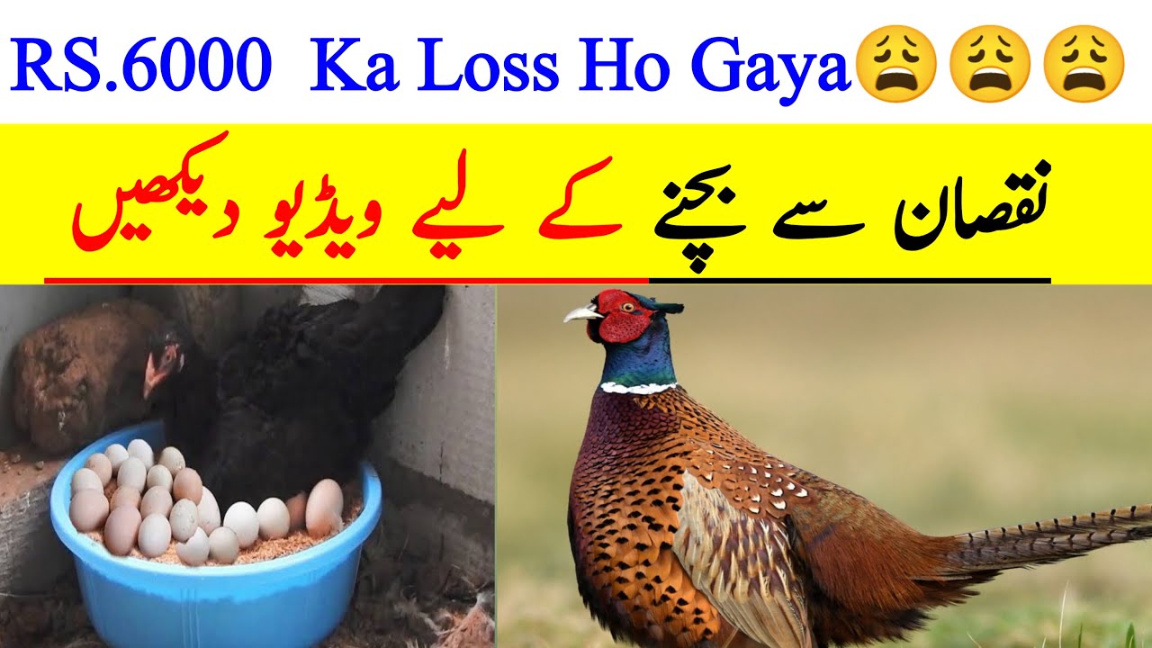 Surkhab k ando ma se bache kitne din k bad naiklte hai Pheasant