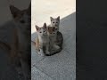 Sweet kitties 🐱