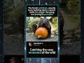 BEAVER EATING A PUMPKIN! 🎃 The Cutest Architect in the Wild #Beaver #CuteAnimals #NatureIsAmazing