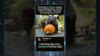 BEAVER EATING A PUMPKIN! 🎃 The Cutest Architect in the Wild #Beaver #CuteAnimals #NatureIsAmazing