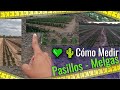 💚🌵Cómo sembrar NOPAL | Trazado del terreno, Melgas y Pasillos