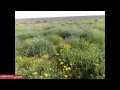 شباب هذيل البقوم في ربيع الساحل مونتاج جديد مختلف عن الاول