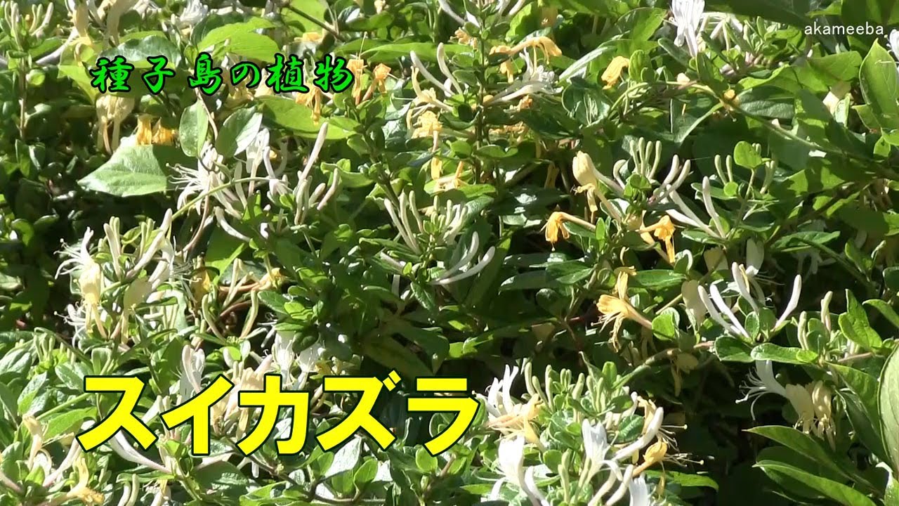 スイカズラ 枝先の葉腋から2個花序を出し芳香性のある花を多数咲かせた開花風景甘い香りに誘われて 令和4年 種子島の植物 Youtube