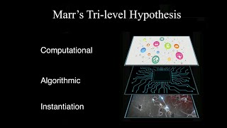 Marrs Tri-Level Hypothesis