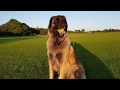 4 MONTH OLD TO 3 YEAR OLD LEONBERGER DOG の動画、YouTube動画。