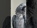 African Grey Talking Parrot Sings Jaan Jaan Pakistan 🇵🇰  #Shorts