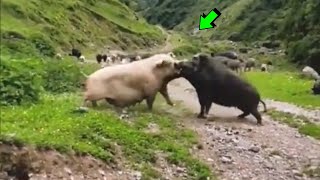 THE BOAR FOUND WITH THE WRONG PIG | LAW OF THE STRONGEST