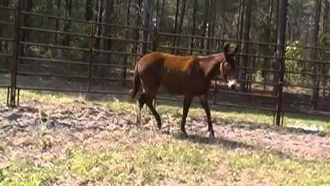 round pen mule