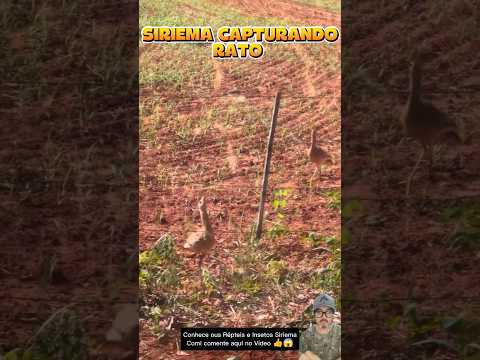 SIRIEMA VS RATO AQUI NÃO TICO TICO🤣 #RATO #SIRIEMA #MEMES #ENGRAÇADO #ZUERA #RIR #RIRMUITO #nature