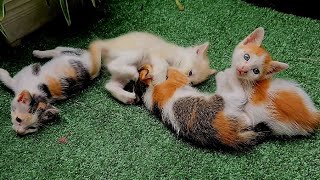 Kittens Fighting || Cute kittens with her Mom || Kucing Lucu