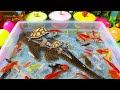 Unboxing Colorful Ornamental Fish Cute Fish Koi Fish Goldfish Catfish Chana Betta Fish Gou Unboxing Colorful Ornamental Fish Cute Fish Koi Fish Goldfish Catfish Chana Betta Fish Gou