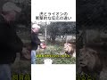 虎とライオンに肉を与えた結果…反応の違いがヤバい😂
