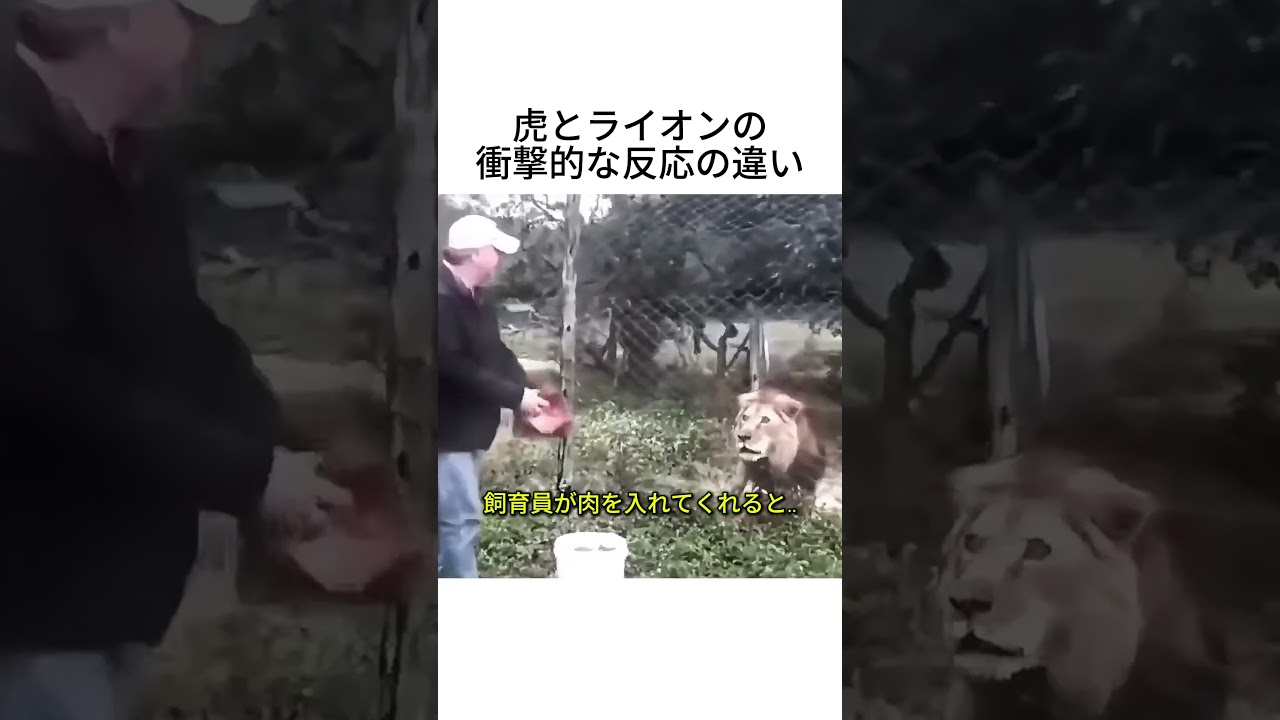 虎とライオンに肉を与えた結果…反応の違いがヤバい😂