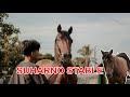 SUHARNO STABLE INDONESIAN BREEDING HORSE RACE!!!!