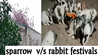 Sparrow Ko Azad Kr Diasparrow Festivalft Countryside Vlogwild Sparrowbirdsvlogsnatureanimals