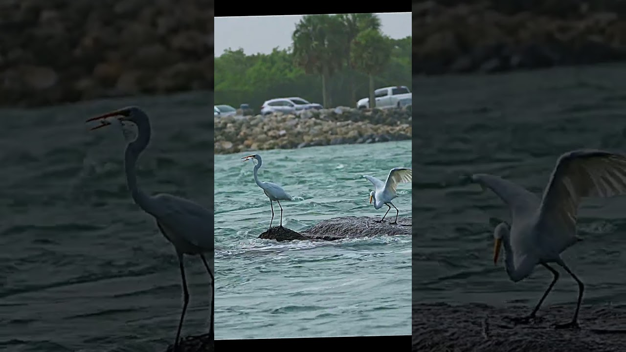 Two egret catch fish one succeeds. The fish that got away too. 