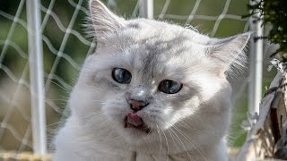 Новые видео приколы про кошек! Веселят нас до слез! Новые видео приколы про кошек! Веселят нас до слез!