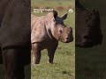 Mick the 3-month-old rhino calf made his outdoor debut at the U.K.'s largest zoo