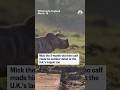 Mick the 3-month-old rhino calf made his outdoor debut at the U.K.'s largest zoo