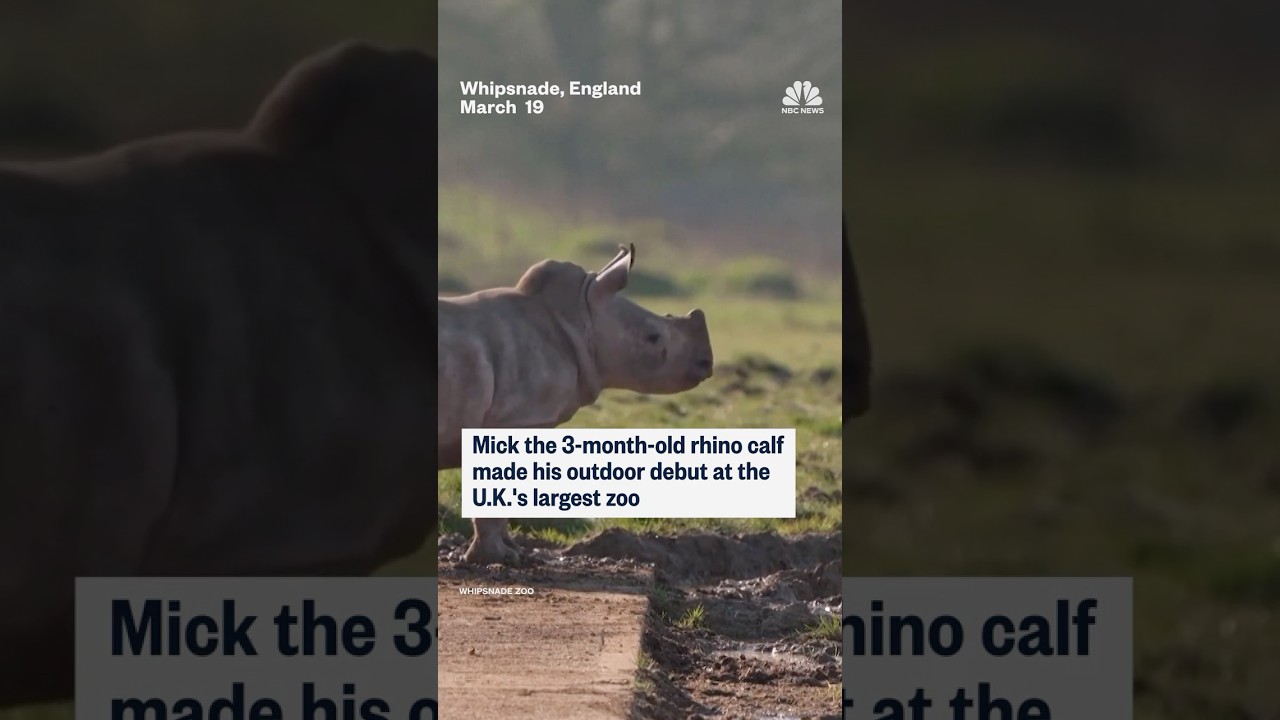Mick the 3-month-old rhino calf made his outdoor debut at the U.K.’s largest zoo
