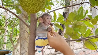 Most Impressive Baby Shiba Eating Crispy Cake Jackfruit Tree