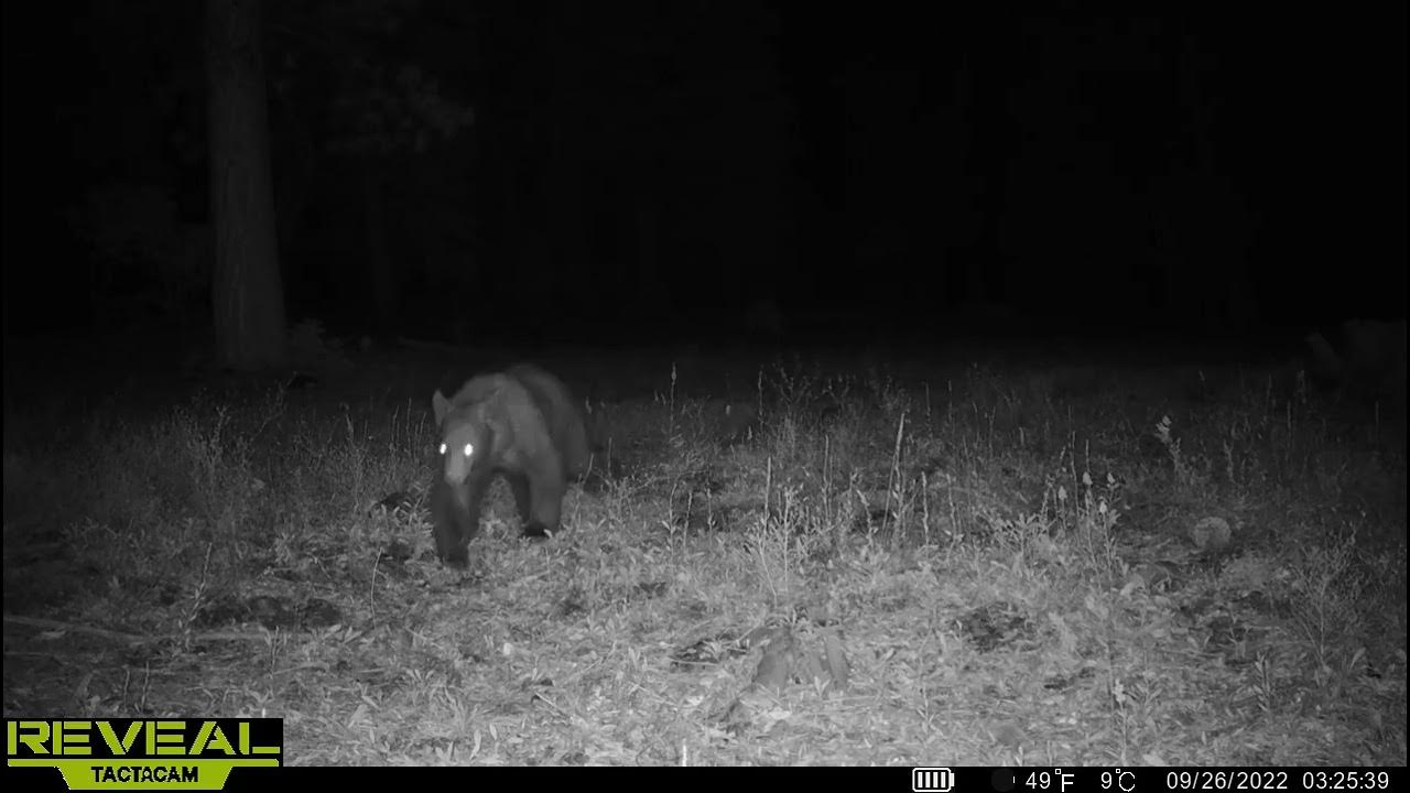 Black bear near Big Bear CA. Tactacam cell trail cam YouTube