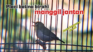 Pleci betina buxtoni birahi memanggil jantan