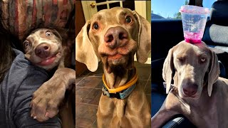 Dogs Videos But Try Not To Laugh🤣😂Part 94