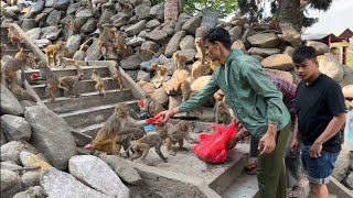 We served bag of Watermelon bunch of Banana to wild monkey because lack of food in forest & help dog