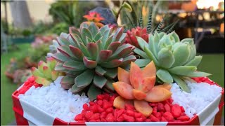 Succulent in Tin Can Arrangement