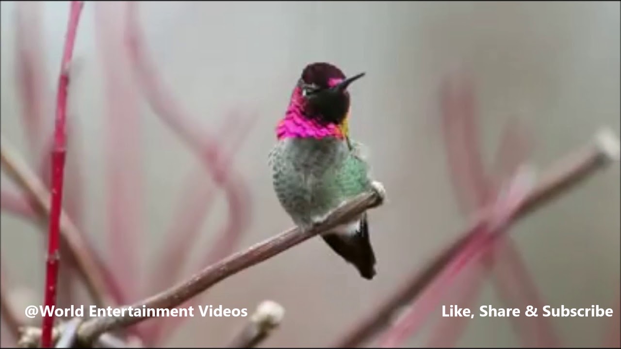 “Anna's hummingbird” - Amazing and Beautiful Color Changes Humming Bird ...