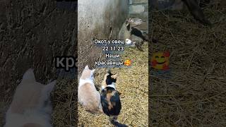 Окот овец 🐑 #животные #овцы #окот #ягнята #котики