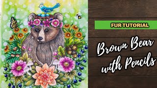 colouring in brown bear 🐻 \ fur colouring with polychromos 🖍️✨
