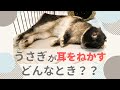 うさぎが耳をねかす、どんなとき！？