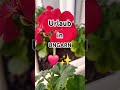 Urlaub ❤️✨️  #Urlaub #Balaton #Ungarn #Balatonboglar