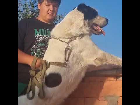 Жиган скора ветеран 6лет💪🔥 - YouTube