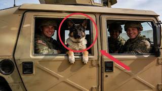 Rescued German Shepherd Pup at SEAL Base Keeps “Talking”—Try Not to Smile at His Funny Antics