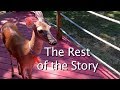 The Story of Lucy the Deer