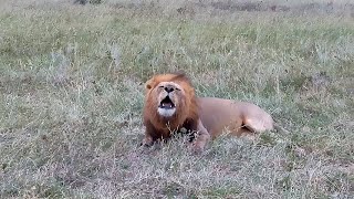 Sababora Male Lion Roaring after successfully chasing the 2 intruder Male Lions | 6 September 2025