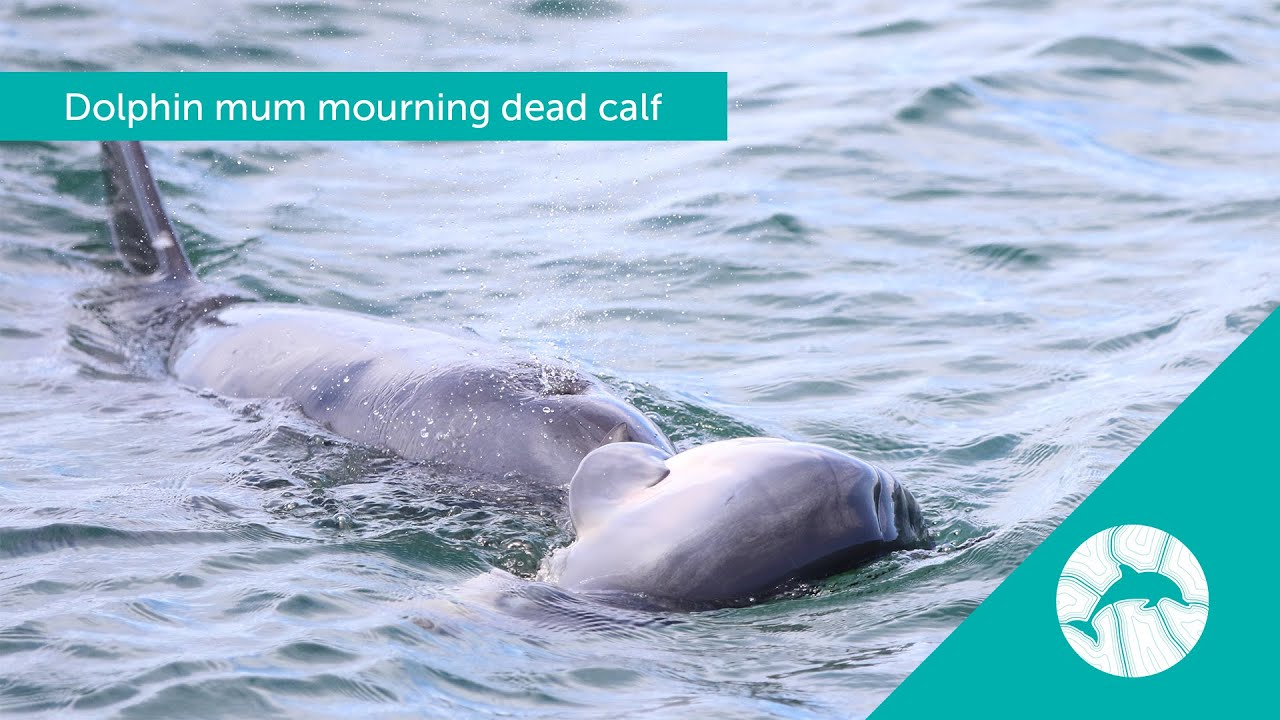 Dolphin mum mourning dead calf 'Cracker' with stillborn baby Feb 2021