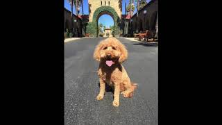 Buster's minigoldendoodle life