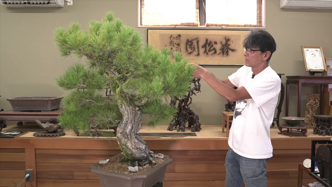 Техники бонсай: бэкбадинг на сосне от Кодзи Хирамацу