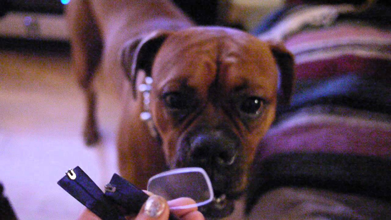 camera iphone 8 plus apk DAMON GETS BUSTED AGAIN!!!