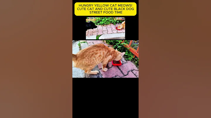 Video 5769871: persian cat, cat meowing, cat kitten, mom cat, cute black cat, cats dogs black, kitten food, kitten eating, funny cat, kitty