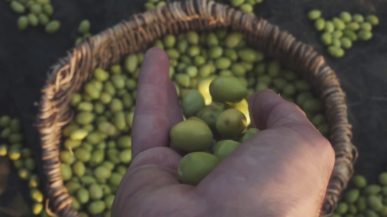 farming Colonna olives YouTube