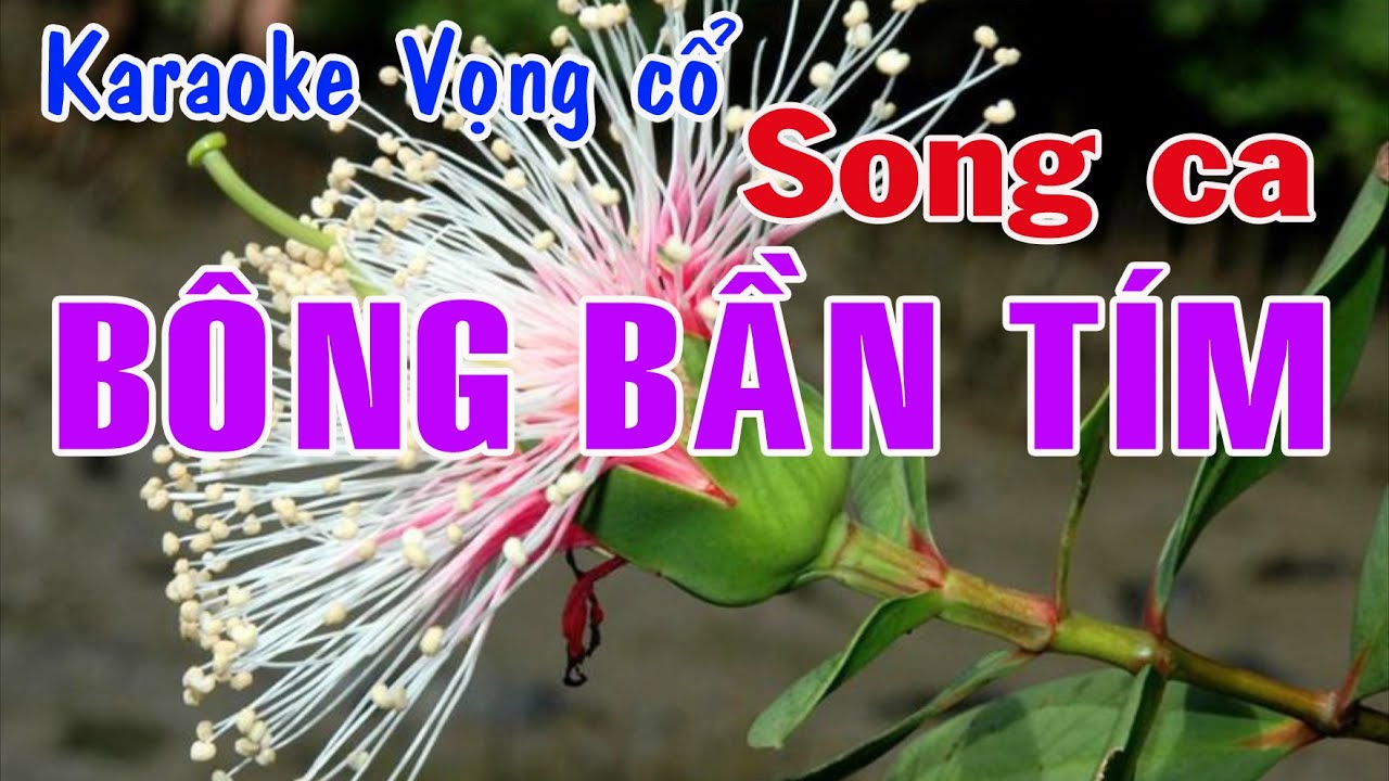 Karaoke vọng cổ  BÔNG BẦN TÍM - SONG CA (T/g Thiện Cẩn)