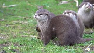 Asian small-clawed otters at Marwell Zoo by FurLinedUK 89 views 4 years ago 13 seconds