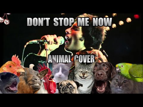 Queen - Don't Stop Me Now (Animal Cover)