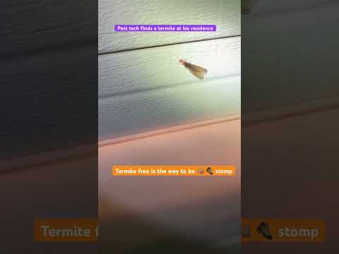 Pest techs finding