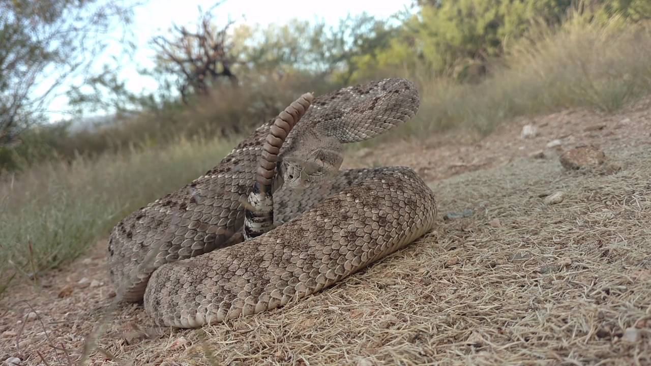 Western Diamondback Rattlesnake In Tucson AZ YouTube Western Diamondback Rattlesnake In Tucson AZ YouTube